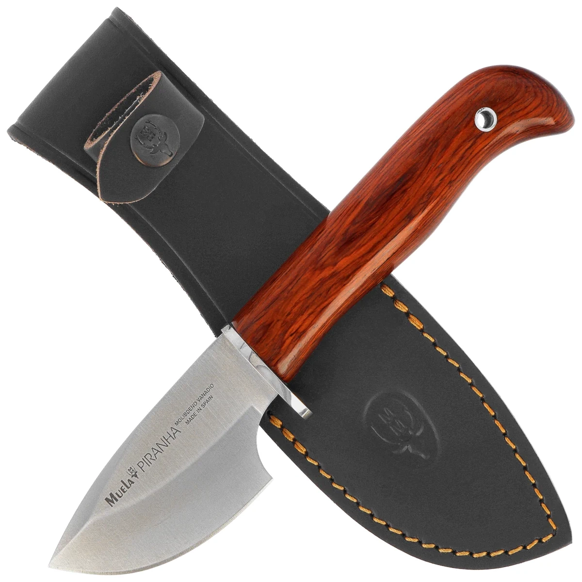 Nóż Muela Piranha-8R Coral Pakka Wood, Satin X50CrMoV15 2 webp